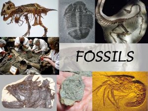 Fossils is from a latin word meaning Fossils is from a latin word meaning