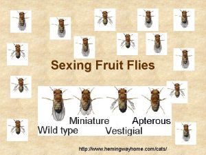 Sexing fruit flies