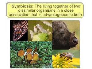 Symbiosis The living together of two dissimilar organisms