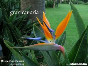 gran canaria Msica Gran Canaria Los Gofiones Marilandia