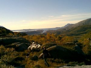 www helgelandbrukstjenester no Helgeland Landbrukstjenester BA Ble stiftet