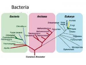 Bacteria Classification Bacteria Classification All prokaryotes used to