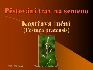 Pstovn trav na semeno Kostava lun Festuca pratensis