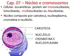 Cap 07 Ncleo e cromossomos Clulas eucariticas podem