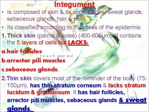 Integument Is composed of skin its appendages sweat