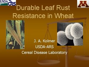 Durable Leaf Rust Resistance in Wheat J A