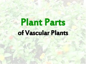 Plant Parts of Vascular Plants Vascular plants have