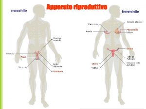 maschile femminile Testicoli Organo pari produzione gameti maschili