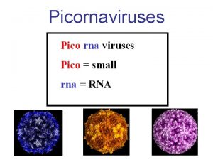 Picornaviruses Genera of the family Picornaviridae Enterovirus Parechovirus