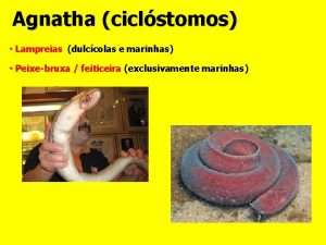 Agnatha ciclstomos Lampreias dulccolas e marinhas Peixebruxa feiticeira