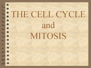 THE CELL CYCLE and MITOSIS The Cell Cycle