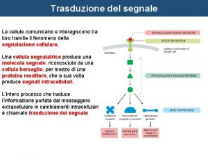 Trasduzione del segnale Le cellule comunicano e interagiscono