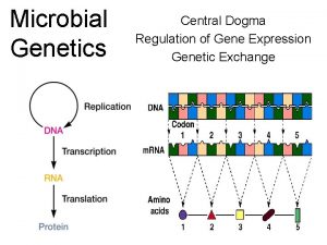 Central dogma cartoon