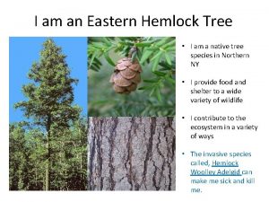 I am an Eastern Hemlock Tree I am