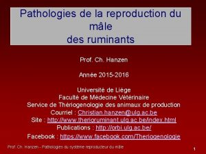 Pathologies de la reproduction du mle des ruminants