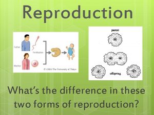 Reproduction Whats the difference in these two forms