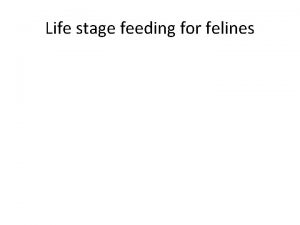 Life stage feeding for felines Life stage feeding