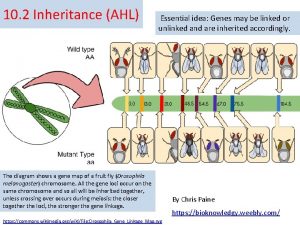 10 2 Inheritance AHL Essential idea Genes may