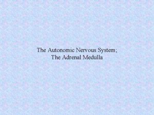 The Autonomic Nervous System The Adrenal Medulla Organization