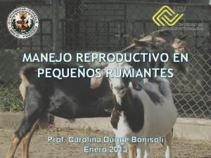 MANEJO REPRODUCTIVO EN PEQUEOS RUMIANTES Prof Carolina Duque