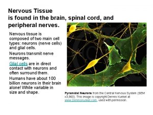 Nervous Tissue is found in the brain spinal