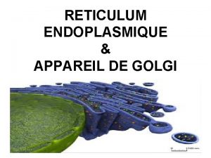 RETICULUM ENDOPLASMIQUE APPAREIL DE GOLGI le systme endomembranaire