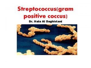 Streptococcusgram positive coccus Dr Hala Al Daghistani Streptococci