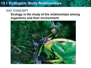 13 1 Ecologists Study Relationships KEY CONCEPT Ecology