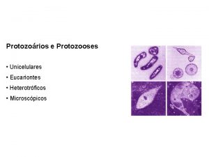 Protozorios e Protozooses Unicelulares Eucariontes Heterotrficos Microscpicos Protozorios