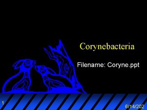 Corynebacteria Filename Coryne ppt 1 614202 Outline u