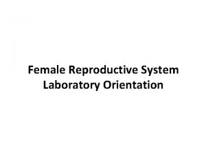 Female Reproductive System Laboratory Orientation From Netter 239