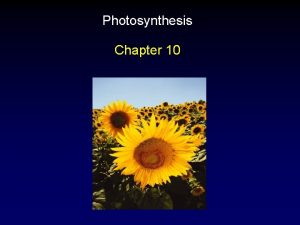 Photosynthesis Chapter 10 Outline Chloroplasts LightIndependent Reactions Absorption