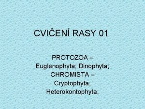 CVIEN RASY 01 PROTOZOA Euglenophyta Dinophyta CHROMISTA Cryptophyta