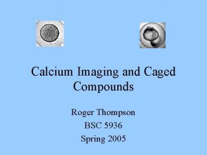 Calcium Imaging and Caged Compounds Roger Thompson BSC