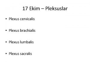 Plexus cervicalis brachialis