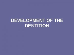 DEVELOPMENT OF THE DENTITION THE DECIDUOUS DENTITION The