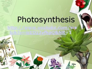 Photosynthesis http www youtube comwa tch vlq EDz