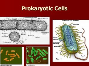 Prokaryotic Cells Prokaryotic cells n n n n