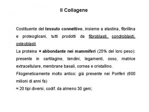 Il Collagene Costituente del tessuto connettivo insieme a