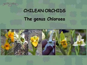 CHILEAN ORCHIDS The genus Chloraea CHILEAN ORCHIDS Chloraea