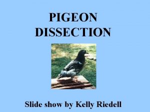 PIGEON DISSECTION Slide show by Kelly Riedell WHAT