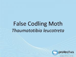 False Codling Moth Thaumatotibia leucotreta False Codling Moth