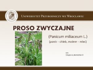 PROSO ZWYCZAJNE Panicum miliaceum L panis chleb molere