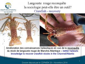 Langouste rouge reconqute la sociologie peutelle tre un