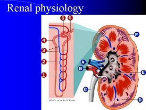 Renal physiology Major Functions of the Kidneys produce