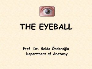 THE EYEBALL Prof Dr Selda nderolu Department of