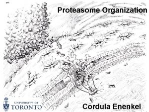Proteasome Organization Cordula Enenkel 2004 Nobel Prize in