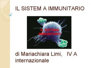 IL SISTEM A IMMUNITARIO di Mariachiara Limi IV