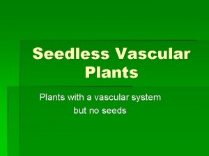 Seedless Vascular Plants with a vascular system but