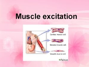 Muscle excitation The excitation of muscles depend on